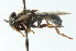  ( - CNC DIPTERA 102787)  @11 [ ] CreativeCommons - Attribution (2011) CNC/CBG Photography Group Centre for Biodiversity Genomics