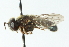  ( - CNC DIPTERA 102788)  @11 [ ] CreativeCommons - Attribution (2011) CNC/CBG Photography Group Centre for Biodiversity Genomics