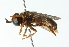  ( - CNC DIPTERA 102789)  @11 [ ] CreativeCommons - Attribution (2011) CNC/CBG Photography Group Centre for Biodiversity Genomics