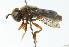  ( - CNC DIPTERA 102790)  @11 [ ] CreativeCommons - Attribution (2011) CNC/CBG Photography Group Centre for Biodiversity Genomics