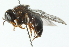  ( - CNC DIPTERA 102795)  @11 [ ] CreativeCommons - Attribution (2011) CNC/CBG Photography Group Centre for Biodiversity Genomics