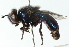  ( - CNC DIPTERA 102797)  @11 [ ] CreativeCommons - Attribution (2011) CNC/CBG Photography Group Centre for Biodiversity Genomics