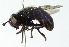  ( - CNC DIPTERA 102801)  @11 [ ] CreativeCommons - Attribution (2011) CNC/CBG Photography Group Centre for Biodiversity Genomics