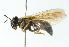  ( - CNC DIPTERA 102802)  @11 [ ] CreativeCommons - Attribution (2011) CNC/CBG Photography Group Centre for Biodiversity Genomics