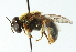  ( - CNC DIPTERA 102803)  @11 [ ] CreativeCommons - Attribution (2011) CNC/CBG Photography Group Centre for Biodiversity Genomics