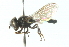  ( - CNC DIPTERA 102808)  @11 [ ] CreativeCommons - Attribution (2011) CNC/CBG Photography Group Centre for Biodiversity Genomics