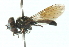  ( - CNC DIPTERA 102810)  @12 [ ] CreativeCommons - Attribution (2011) CNC/CBG Photography Group Centre for Biodiversity Genomics