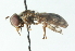  (Omegasyrphus pallipennis - CNC DIPTERA 102828)  @12 [ ] CreativeCommons - Attribution (2011) CNC/CBG Photography Group Centre for Biodiversity Genomics