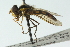  ( - CNC DIPTERA 102871)  @13 [ ] CreativeCommons - Attribution (2011) CNC/CBG Photography Group Centre for Biodiversity Genomics