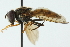  ( - CNC DIPTERA 103084)  @13 [ ] CreativeCommons - Attribution (2011) CNC/CBG Photography Group Centre for Biodiversity Genomics