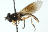  ( - CNC DIPTERA 103085)  @14 [ ] CreativeCommons - Attribution (2011) CNC/CBG Photography Group Centre for Biodiversity Genomics