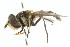  ( - CNC DIPTERA 105410)  @13 [ ] CreativeCommons - Attribution (2011) CNC/CBG Photography Group Centre for Biodiversity Genomics