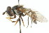  ( - CNC DIPTERA 105412)  @14 [ ] CreativeCommons - Attribution (2011) CNC/CBG Photography Group Centre for Biodiversity Genomics