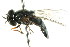  (Platycheirus concinnus - CNC DIPTERA 105549)  @12 [ ] CreativeCommons - Attribution (2011) CNC/CBG Photography Group Centre for Biodiversity Genomics