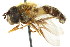  ( - CNC DIPTERA 105703)  @14 [ ] CreativeCommons - Attribution (2011) CNC/CBG Photography Group Centre for Biodiversity Genomics