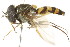  ( - CNC DIPTERA 105792)  @11 [ ] CreativeCommons - Attribution (2011) CNC/CBG Photography Group Centre for Biodiversity Genomics