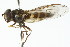  (Parasyrphus macularis - CNC DIPTERA 105808)  @14 [ ] CreativeCommons - Attribution (2011) CNC/CBG Photography Group Centre for Biodiversity Genomics