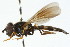  ( - CNC DIPTERA 105813)  @13 [ ] CreativeCommons - Attribution (2011) CNC/CBG Photography Group Centre for Biodiversity Genomics