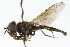  ( - CNC DIPTERA 105816)  @13 [ ] CreativeCommons - Attribution (2011) CNC/CBG Photography Group Centre for Biodiversity Genomics