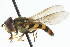  ( - CNC DIPTERA 105915)  @13 [ ] CreativeCommons - Attribution (2011) CNC/CBG Photography Group Centre for Biodiversity Genomics