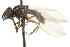  ( - CNC DIPTERA 106118)  @13 [ ] CreativeCommons - Attribution (2011) CNC/CBG Photography Group Centre for Biodiversity Genomics