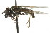  (Platycheirus browni - CNC DIPTERA 106121)  @13 [ ] CreativeCommons - Attribution (2011) CNC/CBG Photography Group Centre for Biodiversity Genomics