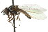  ( - CNC DIPTERA 106125)  @11 [ ] CreativeCommons - Attribution (2011) CNC/CBG Photography Group Centre for Biodiversity Genomics