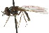  ( - CNC DIPTERA 106126)  @11 [ ] CreativeCommons - Attribution (2011) CNC/CBG Photography Group Centre for Biodiversity Genomics