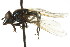  (Platycheirus cilium - CNC DIPTERA 106128)  @14 [ ] CreativeCommons - Attribution (2011) CNC/CBG Photography Group Centre for Biodiversity Genomics