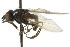  ( - CNC DIPTERA 106130)  @12 [ ] CreativeCommons - Attribution (2011) CNC/CBG Photography Group Centre for Biodiversity Genomics