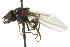  ( - CNC DIPTERA 106132)  @12 [ ] CreativeCommons - Attribution (2011) CNC/CBG Photography Group Centre for Biodiversity Genomics