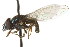  (Platycheirus pectinis - CNC DIPTERA 106133)  @13 [ ] CreativeCommons - Attribution (2011) CNC/CBG Photography Group Centre for Biodiversity Genomics