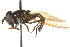  ( - CNC DIPTERA 106134)  @11 [ ] CreativeCommons - Attribution (2011) CNC/CBG Photography Group Centre for Biodiversity Genomics