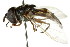  ( - CNC DIPTERA 106136)  @11 [ ] CreativeCommons - Attribution (2011) CNC/CBG Photography Group Centre for Biodiversity Genomics