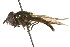  ( - CNC DIPTERA 106138)  @14 [ ] CreativeCommons - Attribution (2011) CNC/CBG Photography Group Centre for Biodiversity Genomics