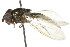  ( - CNC DIPTERA 106141)  @13 [ ] CreativeCommons - Attribution (2011) CNC/CBG Photography Group Centre for Biodiversity Genomics