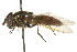  ( - CNC DIPTERA 106142)  @14 [ ] CreativeCommons - Attribution (2011) CNC/CBG Photography Group Centre for Biodiversity Genomics