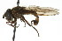  ( - CNC DIPTERA 106144)  @13 [ ] CreativeCommons - Attribution (2011) CNC/CBG Photography Group Centre for Biodiversity Genomics