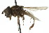  ( - CNC DIPTERA 106145)  @11 [ ] CreativeCommons - Attribution (2011) CNC/CBG Photography Group Centre for Biodiversity Genomics