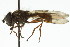  ( - CNC DIPTERA 106146)  @13 [ ] CreativeCommons - Attribution (2011) CNC/CBG Photography Group Centre for Biodiversity Genomics