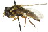  ( - CNC DIPTERA 106158)  @11 [ ] CreativeCommons - Attribution (2011) CNC/CBG Photography Group Centre for Biodiversity Genomics