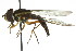  ( - CNC DIPTERA 106162)  @14 [ ] CreativeCommons - Attribution (2011) CNC/CBG Photography Group Centre for Biodiversity Genomics