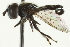  (Trichopsomyia recedens - CNC DIPTERA 106338)  @14 [ ] CreativeCommons - Attribution (2011) CNC/CBG Photography Group Centre for Biodiversity Genomics