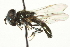  ( - CNC DIPTERA 106339)  @12 [ ] CreativeCommons - Attribution (2011) CNC/CBG Photography Group Centre for Biodiversity Genomics