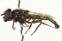  ( - CNC DIPTERA 106389)  @13 [ ] CreativeCommons - Attribution (2011) CNC/CBG Photography Group Centre for Biodiversity Genomics