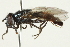  ( - CNC DIPTERA 106390)  @13 [ ] CreativeCommons - Attribution (2011) CNC/CBG Photography Group Centre for Biodiversity Genomics