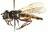  ( - CNC DIPTERA 106391)  @14 [ ] CreativeCommons - Attribution (2011) CNC/CBG Photography Group Centre for Biodiversity Genomics