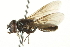  ( - CNC DIPTERA 106394)  @13 [ ] CreativeCommons - Attribution (2011) CNC/CBG Photography Group Centre for Biodiversity Genomics