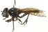  ( - CNC DIPTERA 106395)  @13 [ ] CreativeCommons - Attribution (2011) CNC/CBG Photography Group Centre for Biodiversity Genomics