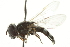  ( - CNC DIPTERA 106446)  @14 [ ] CreativeCommons - Attribution (2011) CNC/CBG Photography Group Centre for Biodiversity Genomics